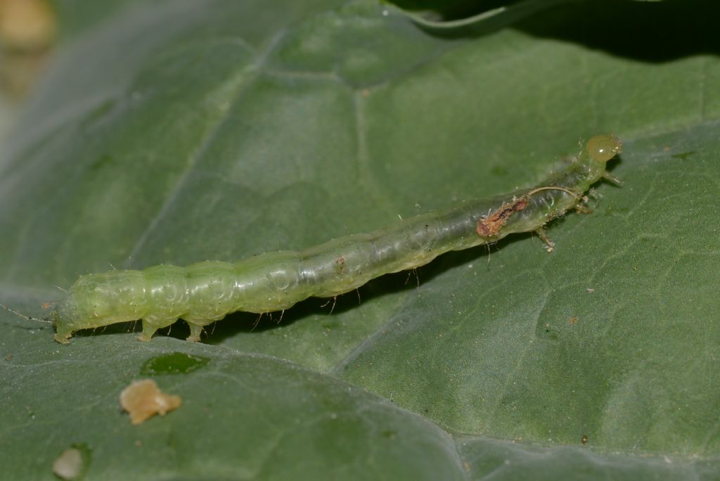 Bruchi di...  Chrysodeixis chalcites (cfr.) - Noctuidae